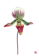 Paphiopedilum Callosum Print on Bamboo Paper