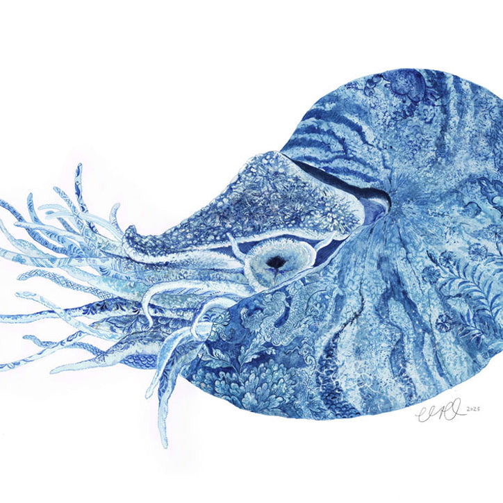 Nautilus Original Painting by Artist Chris Chun