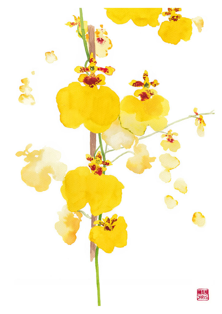 Oncidium Sweet Sugar Orchid Print by Chris Chun.