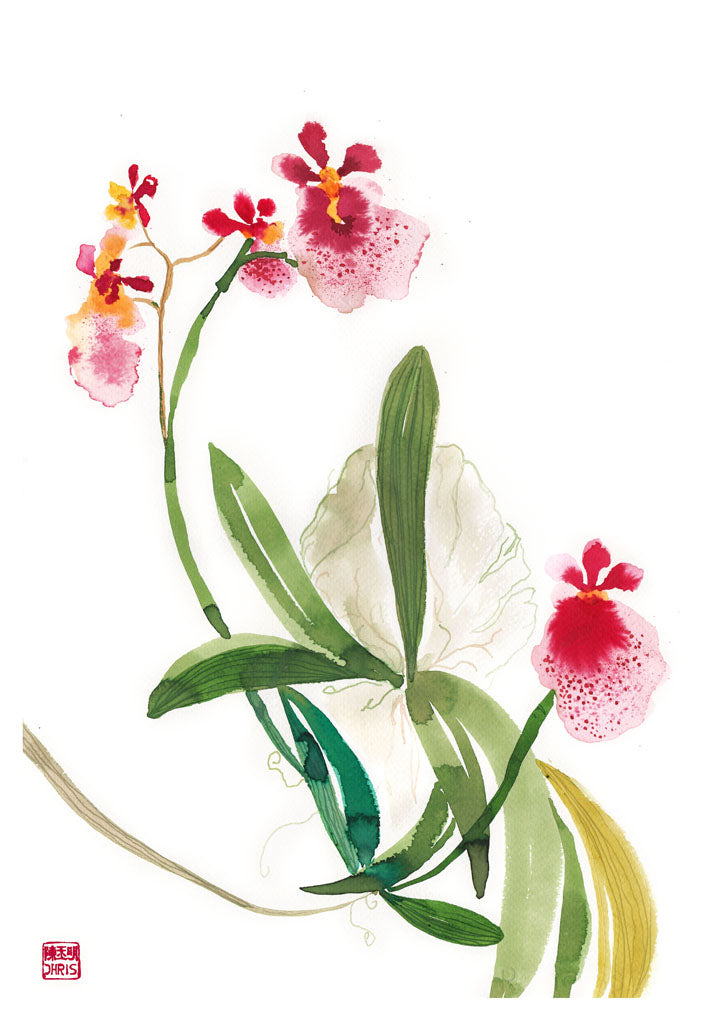 Tolumnia Hybrid Orchid Print by Chris Chun. Printed on eco-friendly Bamboo Paper.