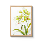 ChrisChun_DendrobiumGreen_OakFrame