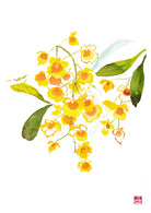 ChrisChun_Dendrobiumlindleyi_Unframed_II