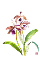 ChrisChun_LaeliaTenebrosa_Unframed