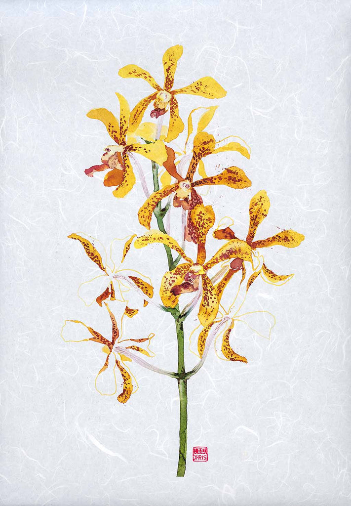 Mokara Jairak Gold Spot Orchid Fine Art Print by artist Chris Chun. Archival Print on Awagami Handcrafted Unryu Paper.