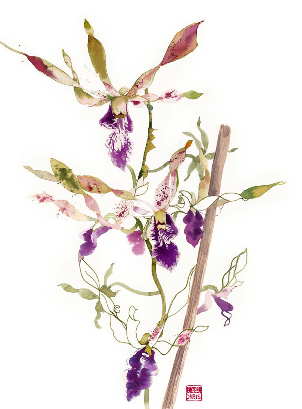 Orchid Fine Art Prints by Artist Chris Chun