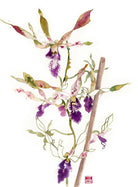 Orchid Fine Art Prints by Artist Chris Chun