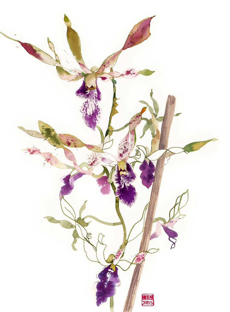 Orchid Fine Art Prints by Artist Chris Chun