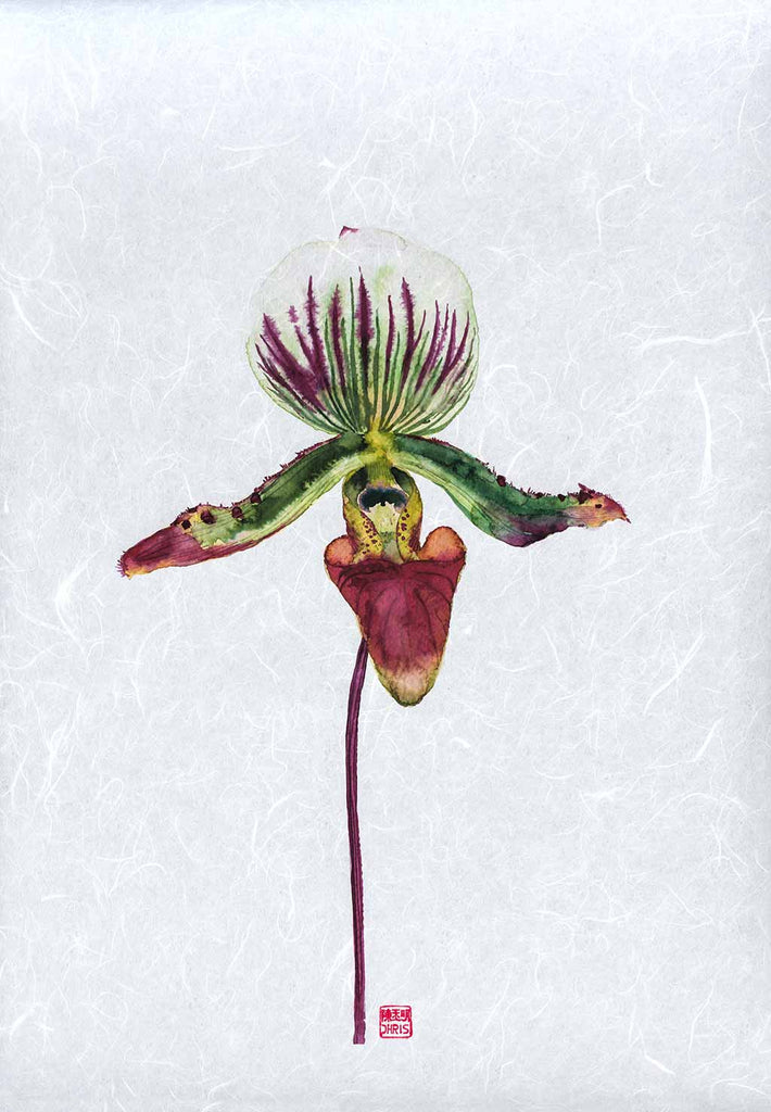Paphiopedilum Callosum Orchid Fine Art Print by artist Chris Chun. Archival Print on Awagami Handcrafted Unryu Paper.