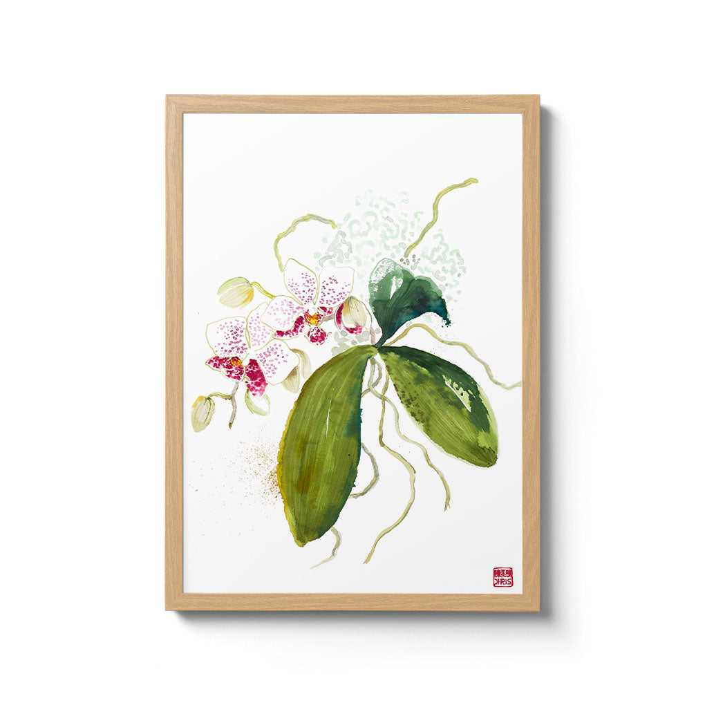 ChrisChun_Phalaenopsis_OakFrame_II