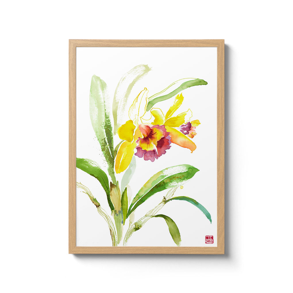 ChrisChun_Rhyncholaeliocattleya_OakFrame_II
