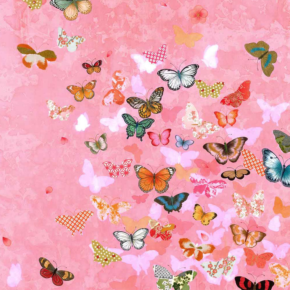 Butterfly Collection