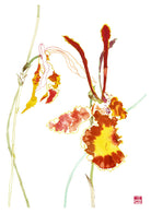 Psychopsis Papilio Orchid Art Print by Chris Chun. Printed on eco-friendly Bamboo Paper