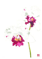 Cattleya Blc. Memtiang-Lim Orchid Fine Art Print by Artist Chris Chun. 