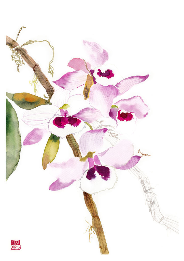 Dendrobium Parishii Orchid Print on Bamboo Paper.