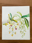 Painting of orchids on a white background