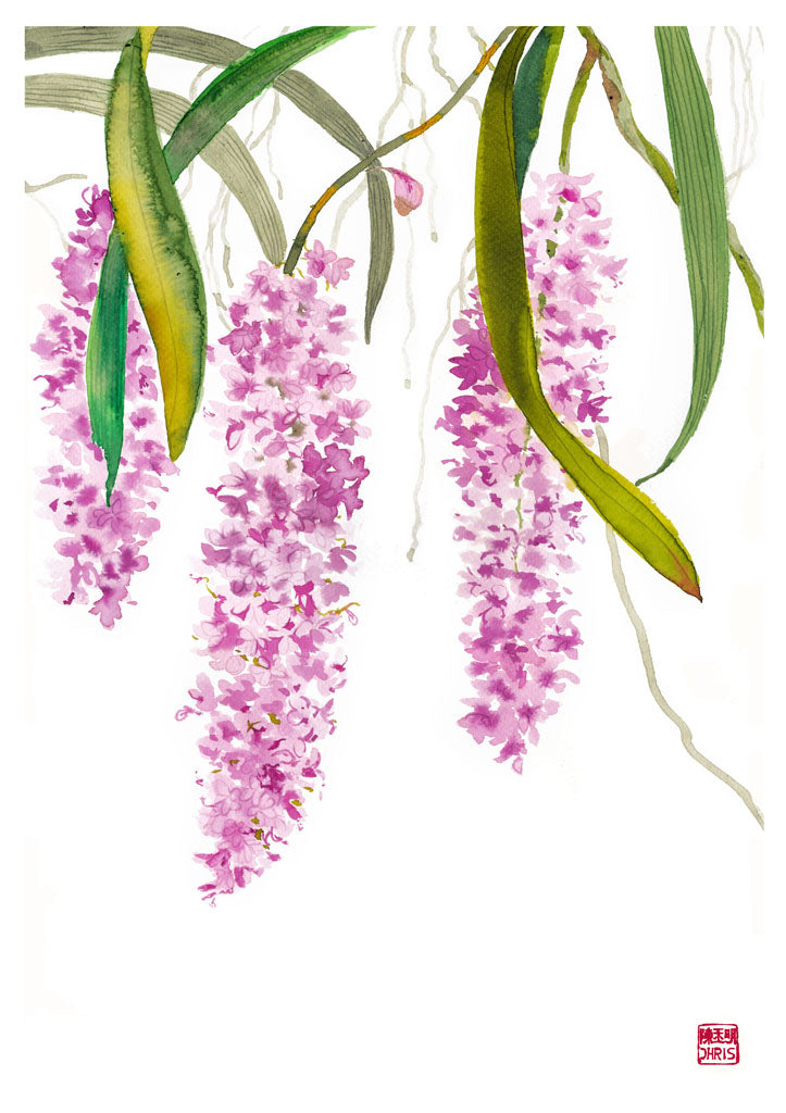 Rhynchostylis Retusa Orchid Fine Art Print by Artist Chris Chun