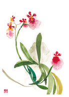 Tolumnia Hybrid Orchid Print by Chris Chun. Printed on eco-friendly Bamboo Paper.