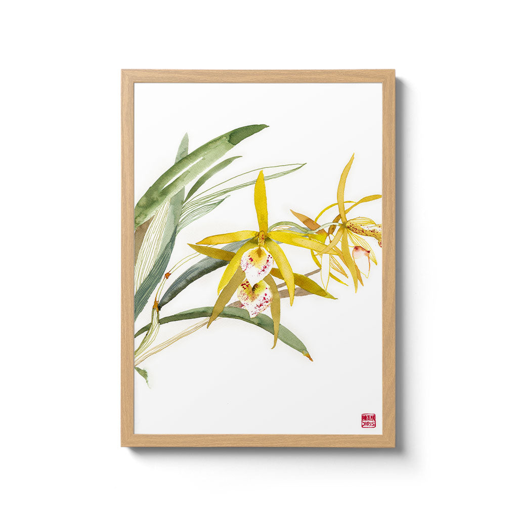 Dendrobium Hybrid Orchid Fine Art Print. Printed on Bamboo Paper.