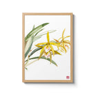 Dendrobium Hybrid Orchid Fine Art Print. Printed on Bamboo Paper.