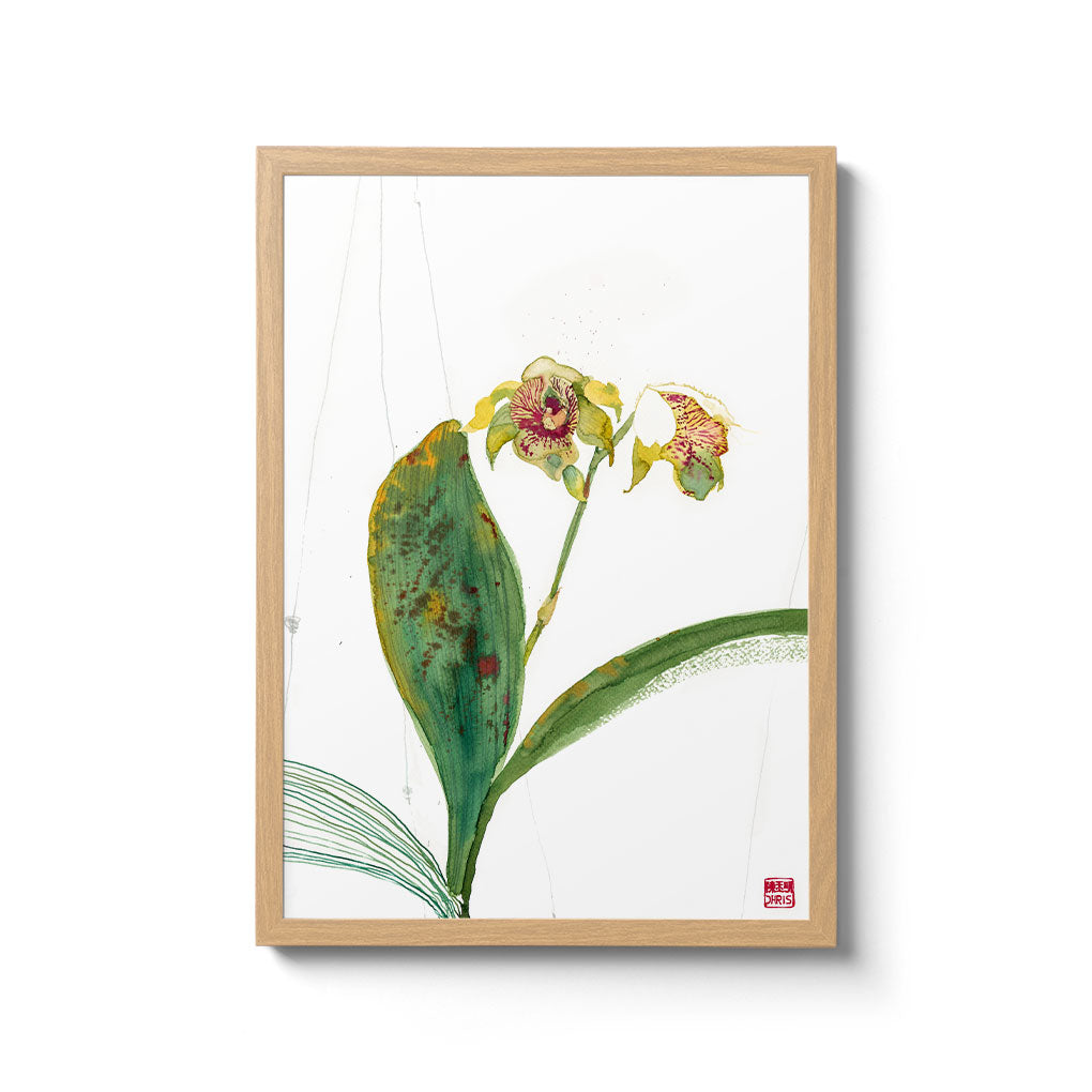 Dendrobium Normanbyens Orchid Fine Art Print by Artist Chris Chun. Printed on eco-friendly Bamboo Paper.