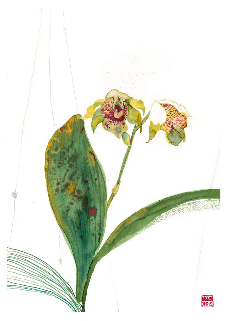 Dendrobium Normanbyens Orchid Fine Art Print by Artist Chris Chun