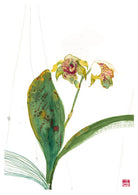 Dendrobium Normanbyens Orchid Fine Art Print by Artist Chris Chun