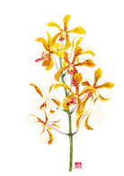 Mokara Jairak Gold Spot Orchid Fine Art Print by artist Chris Chun. Archival Print on eco-friendly Bamboo Paper.