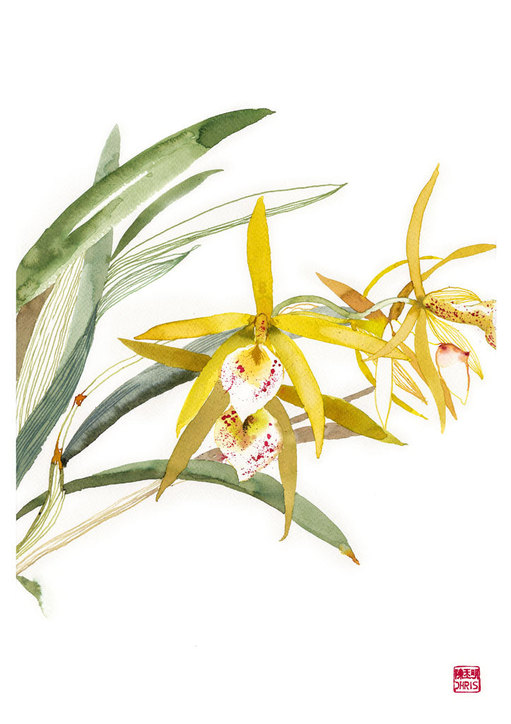 Dendrobium Hybrid Orchid Fine Art Print. Printed on Bamboo Paper.