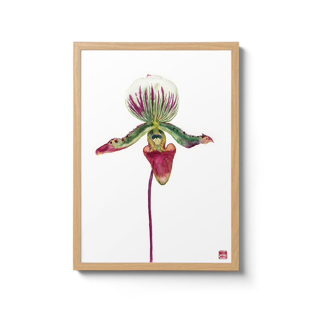 Paphiopedilum Callosum Print on Bamboo Paper