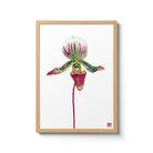 Paphiopedilum Callosum Print on Bamboo Paper