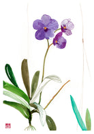 Vanda Sansai Blue Orchid Fine Art Print 