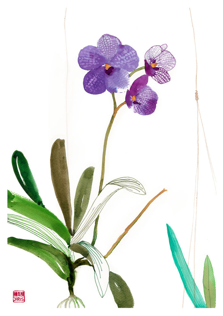 Vanda Sansai Blue Orchid Fine Art Print 