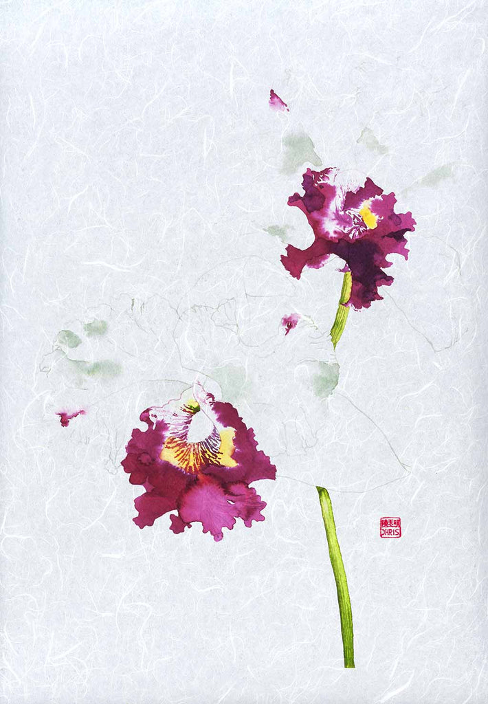 Cattleya Blc. Memtiang-Lim Orchid Fine Art Print by Artist Chris Chun. This white orchid is printed on handcrafted Japanese Unryu Paper.