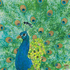 Peacock Fine Art Print by Artist Chris Chun