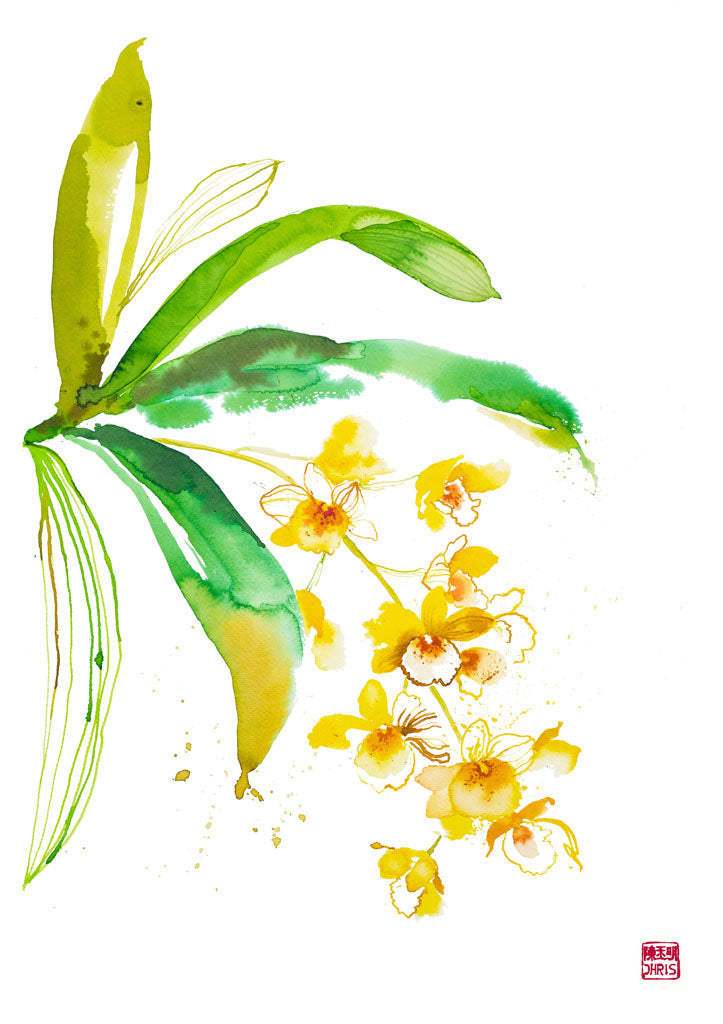 ChrisChun_DendrobiumLindleyi_Unframed