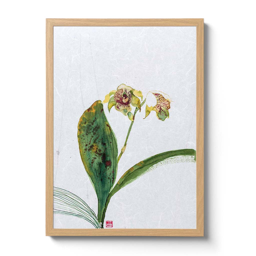 Dendrobium Normanbyens Orchid Fine Art Print by Artist Chris Chun. Printed on Handcrafted Japanese Unryu Paper.
