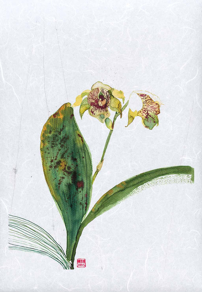 Dendrobium Normanbyens Orchid Fine Art Print by Artist Chris Chun. Printed on Handcrafted Japanese Unryu Paper.
