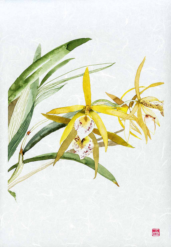 Dendrobium Hybrid Orchid Fine Art Print. Printed on Handcrafted Japanese Unryu Paper.