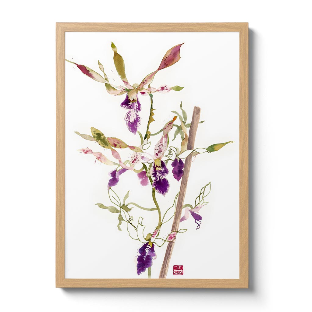 Orchid Fine Art Prints by Artist Chris Chun
